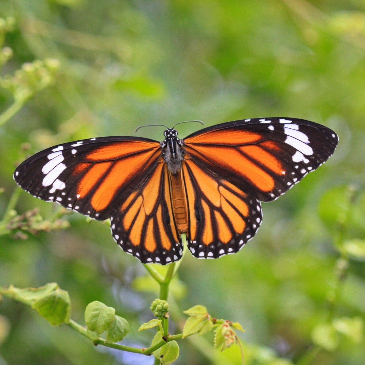 Monarch Butterfly Pendant