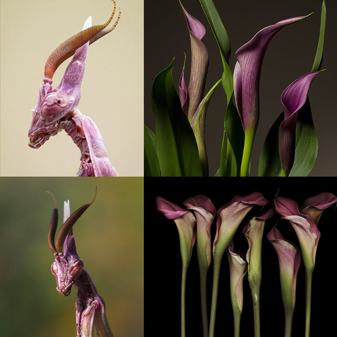 Conehead Mantis (Empusa pennata) and pink Calla Lily (Zantedeschia) side by side, both featuring slender, elongated forms and elegant, flowing curves that highlight their natural beauty.