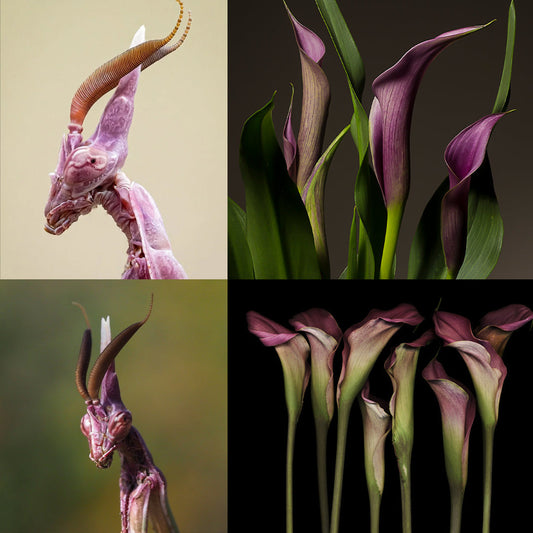 Conehead Mantis (Empusa pennata) and pink Calla Lily (Zantedeschia) side by side, both featuring slender, elongated forms and elegant, flowing curves that highlight their natural beauty.