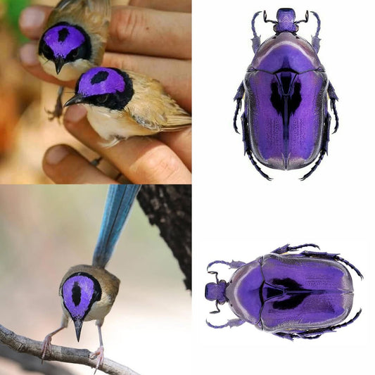 Purple-crowned Fairy-wren bird and Protaetia mirifica mirifica beetle side by side, each displaying a shimmering iridescent purple crown despite their different species