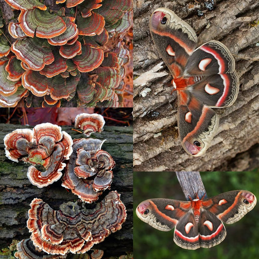 Turkey Tail fungus and Cecropia moth side by side, both displaying layered, concentric patterns in muted browns and creams. The moth’s wing scales resemble the fungus’s shelf-like growth.