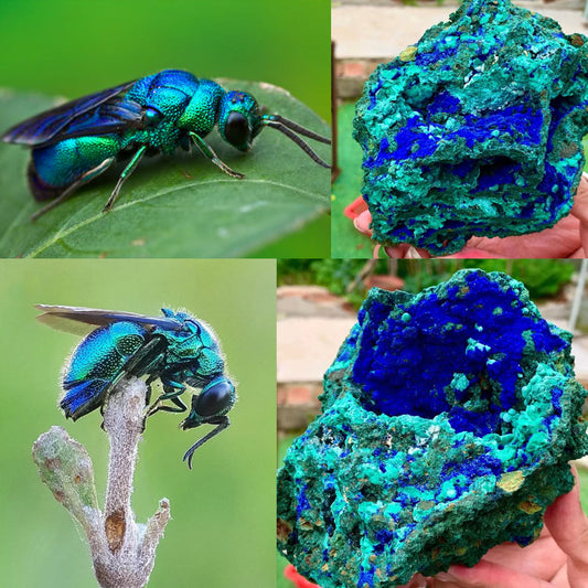 Cuckoo Wasp vs Azurite Malachite – Iridescent Nature Match