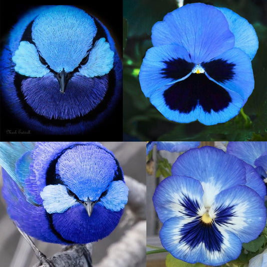 Blue Pansy flower beside a Splendid Fairywren bird, highlighting their shared rounded shapes and vibrant blue tones. The bird’s face echoes the flower’s soft petal curves.