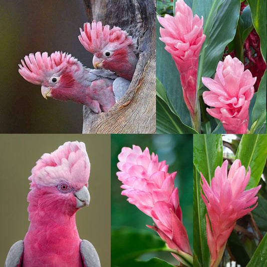 A vibrant pink galah cockatoo with its feathered crest lifted, positioned beside a Hawaiian ginger flower in full bloom, highlighting their shared rosy hues and delicate, layered textures.