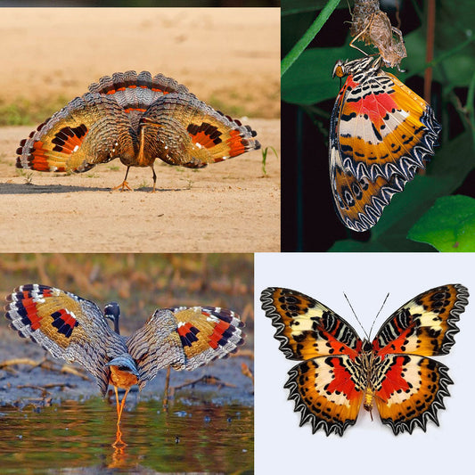 Artistic collage of birds, butterflies, insects, and minerals showcasing nature’s shared color palettes and patterns—featuring vibrant reds, blues, yellows, and iridescent tones in a harmonious visual comparison