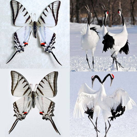 Elegant pairing of red-crowned crane and Graphium agetes butterfly with black, white, and red tones