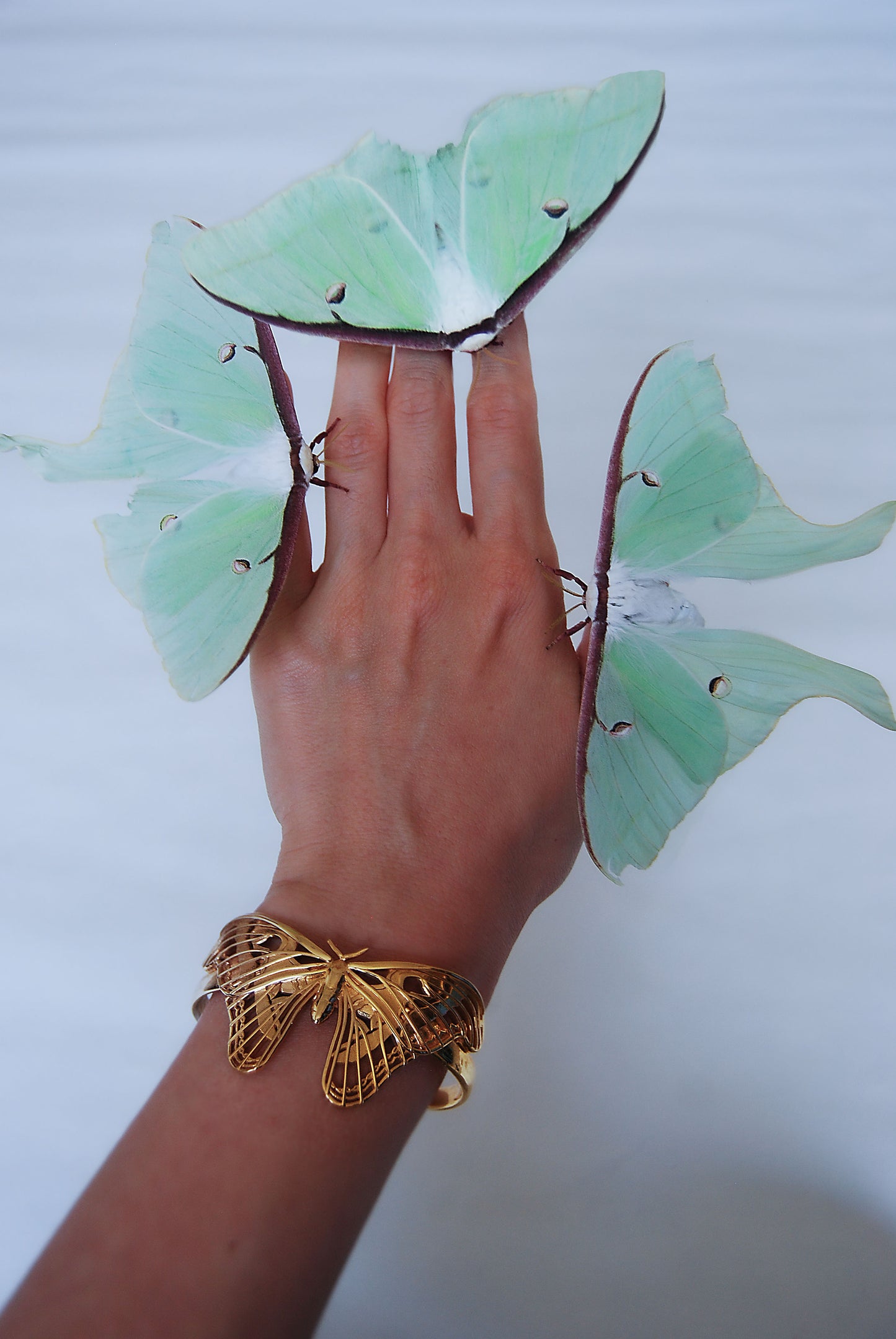 Hand wearing Atlad moth bracelet adorned with real Luna moths, showcasing delicate green wings and natural elegance