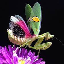 Indian Praying Mantis Bracelet