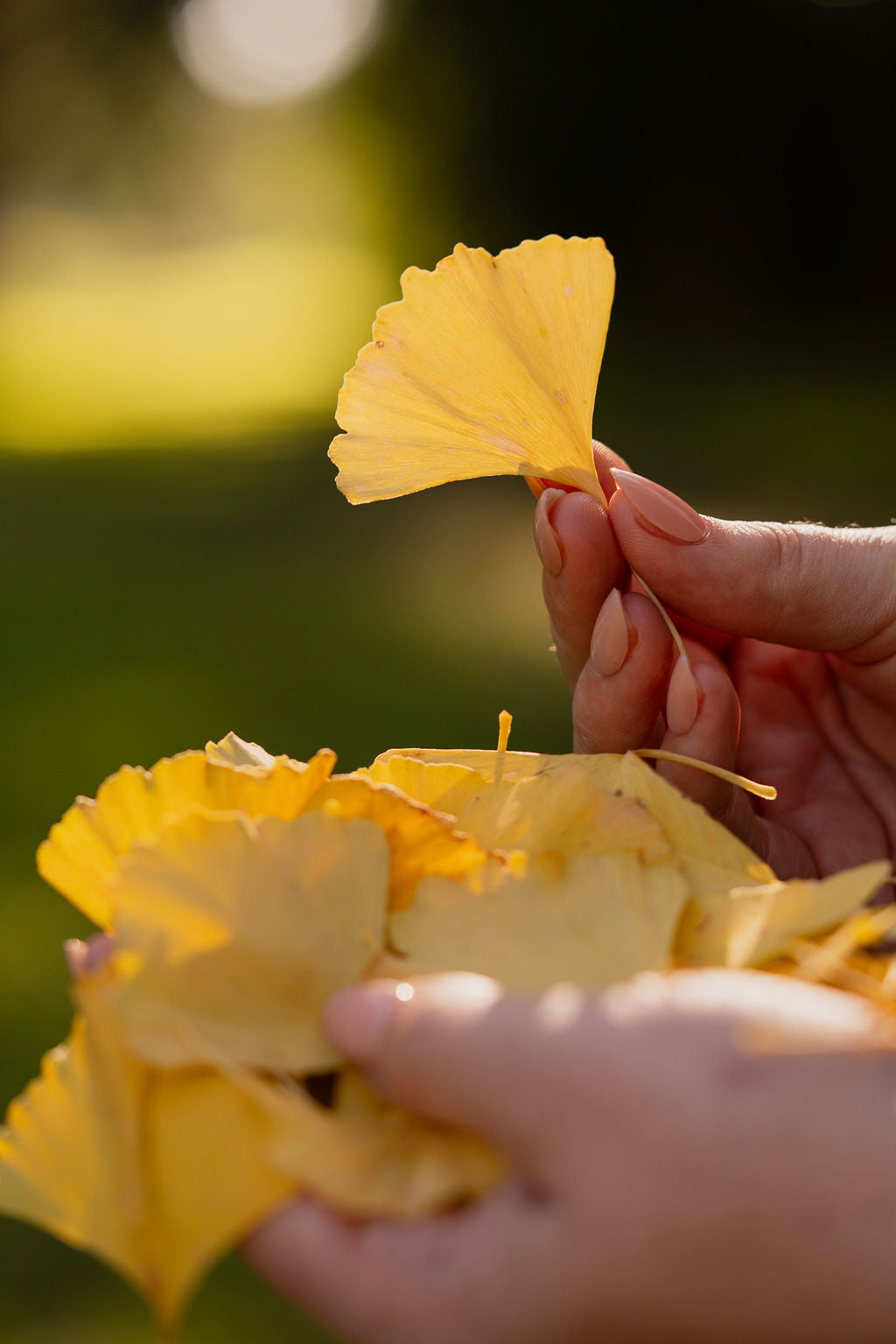 Ginkgo Earrings