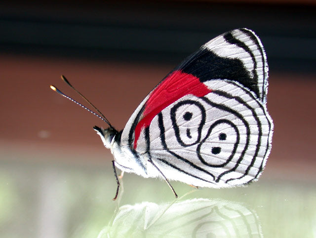 Real Diaethria anna butterfly used as reference for bracelet design, showing natural wing pattern and markings.