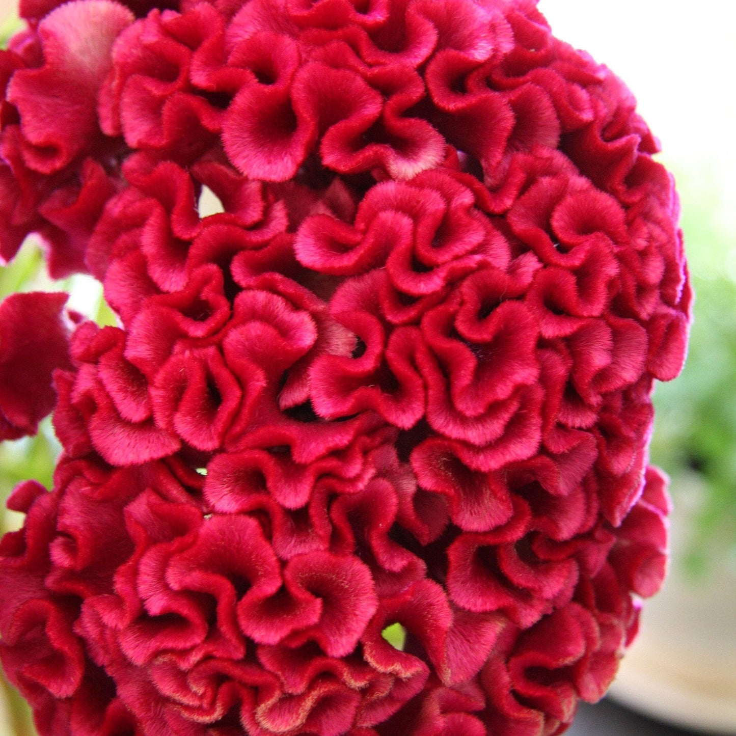 Celosia Cristata Drop earrings